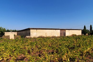 Vineyard Perraudin - foto: Petr Šmídek, 2008