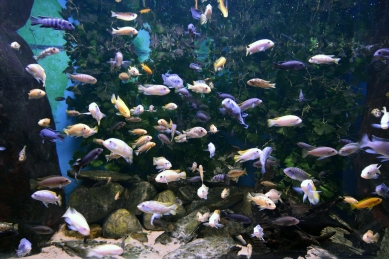 Mora River Aquarium - foto: Petr Šmídek, 2013