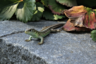 Víkendový dům Pozořice - foto: Radim Malůš