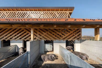 Ecological Farm of Black Slavonian Pigs