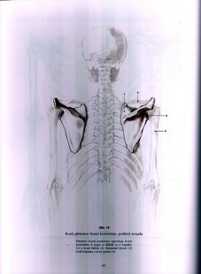 Anatomie pro výtvarníky - náhled knihy