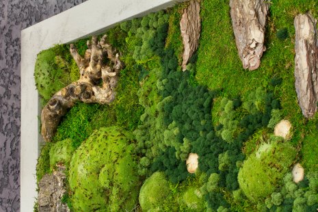 Moss pictures will give your interior a harmonious piece of nature