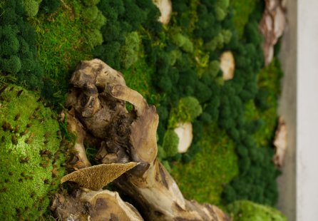 Moss pictures will give your interior a harmonious piece of nature