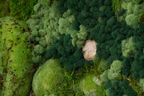 Moss pictures will give your interior a harmonious piece of nature