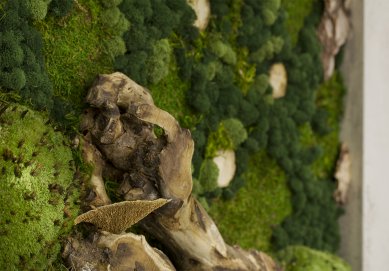 Moss pictures will provide your interior with a harmonious piece of nature