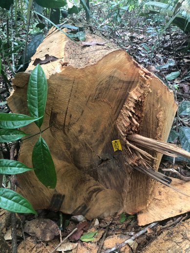 Terasy z exotických dřevin od KPP mají své rodné číslo